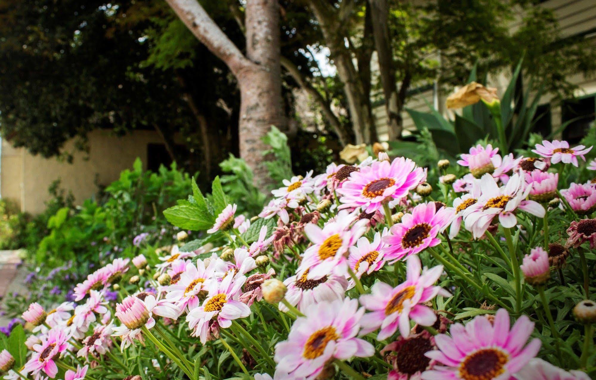 Victoria And Alfred Guest House Port Elizabeth Exterior foto